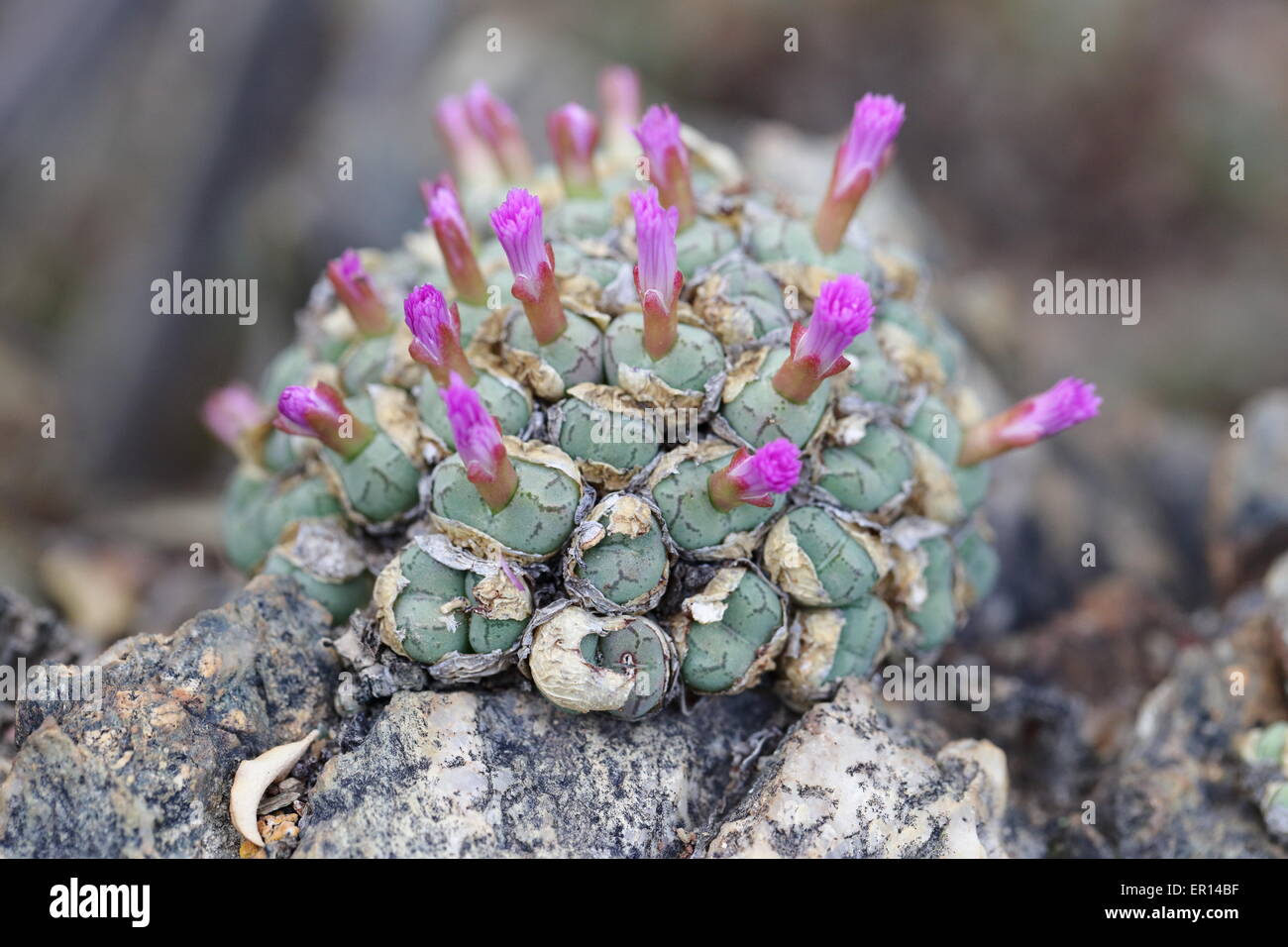 Clump of a conophytum species in flower, in the Worcester area, South Africa Stock Photo