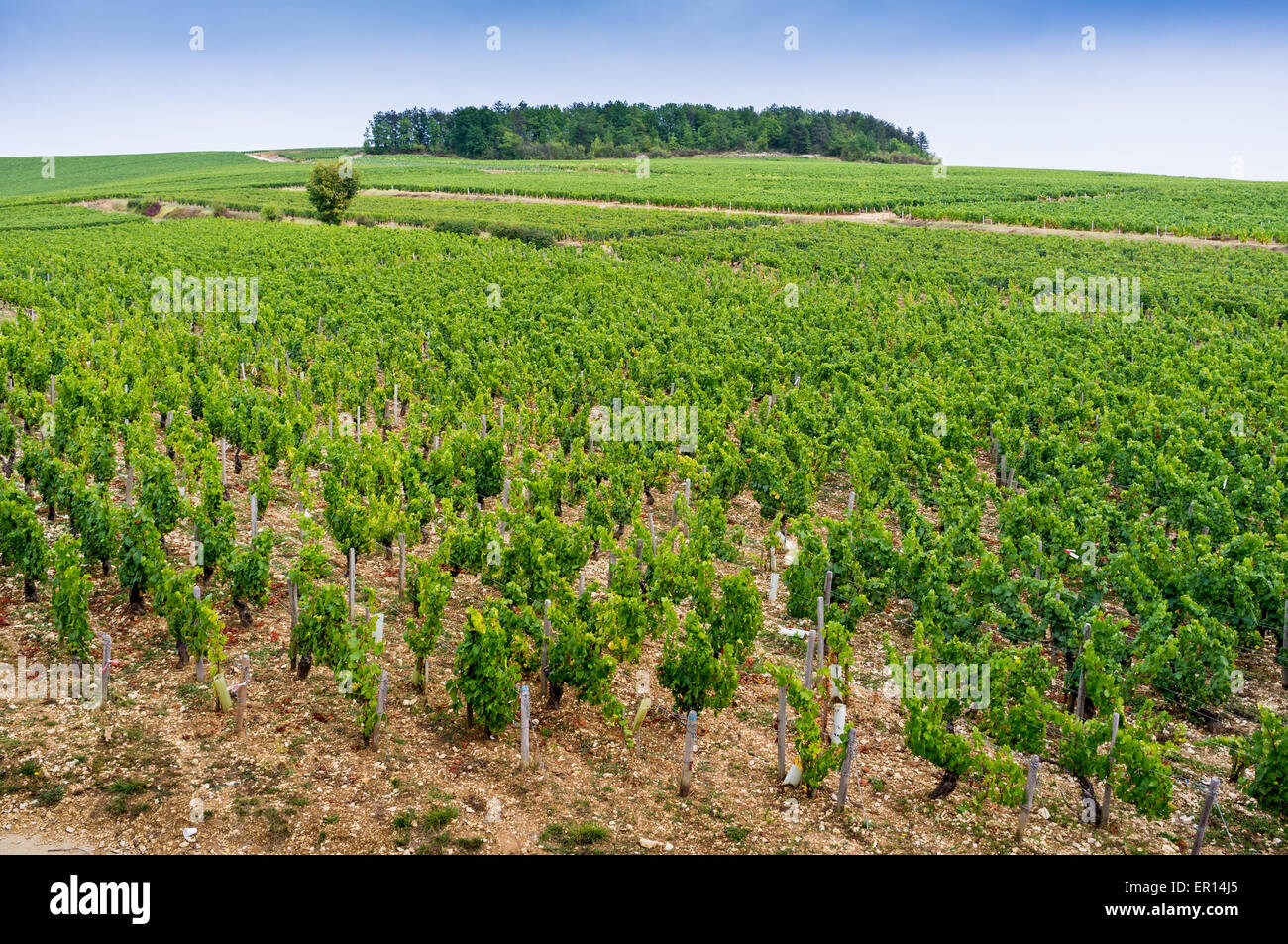 Chablis france vineyard frost hires stock photography and images Alamy