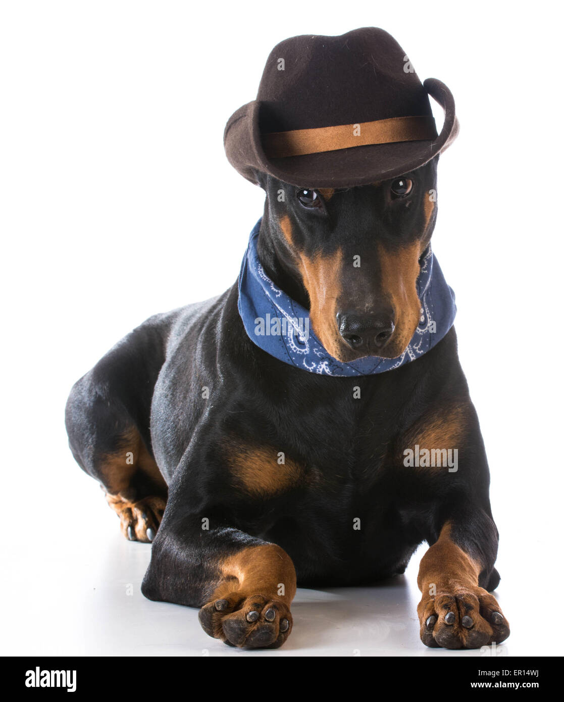 country dog - doberman pinscher dressed up with cowboy hat and bandanna on white background Stock Photo