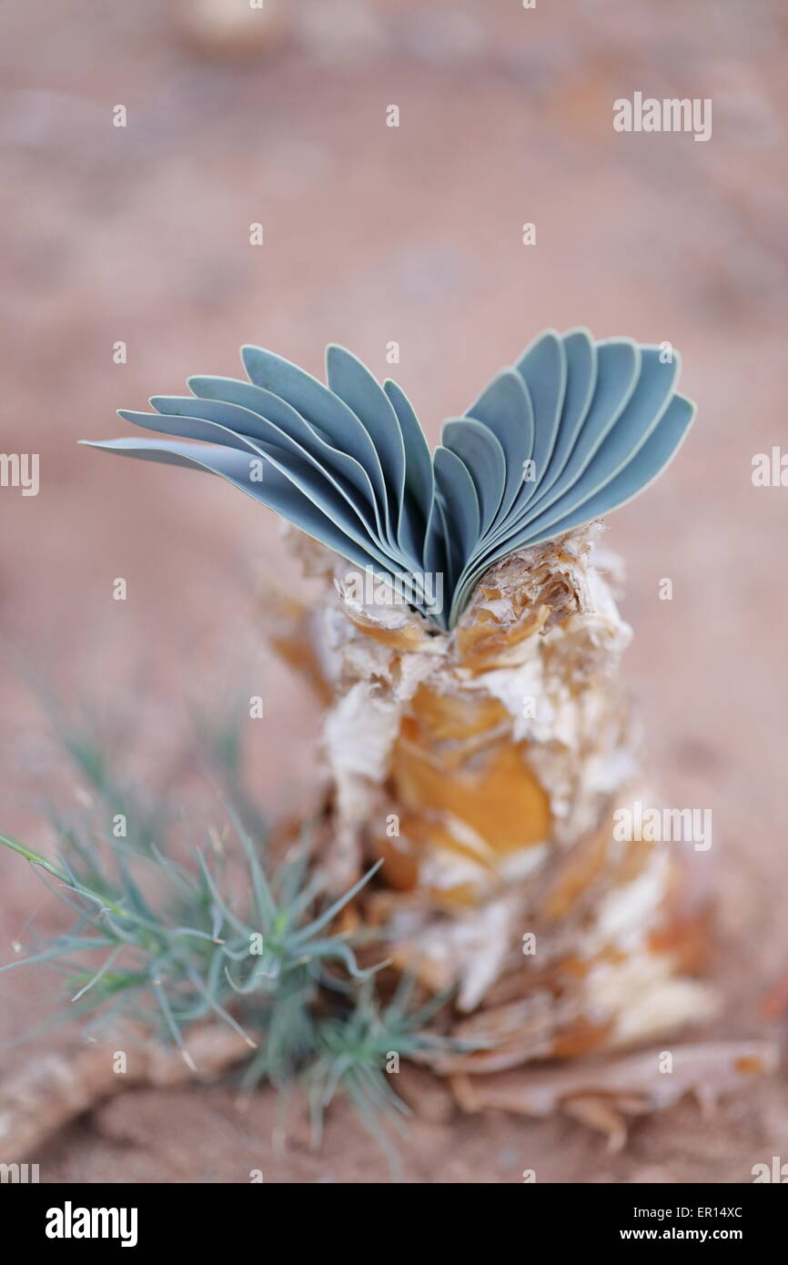 Fresh growth of a Boophane Disticha bulb, an indigenous winter growing bulbous plant Stock Photo