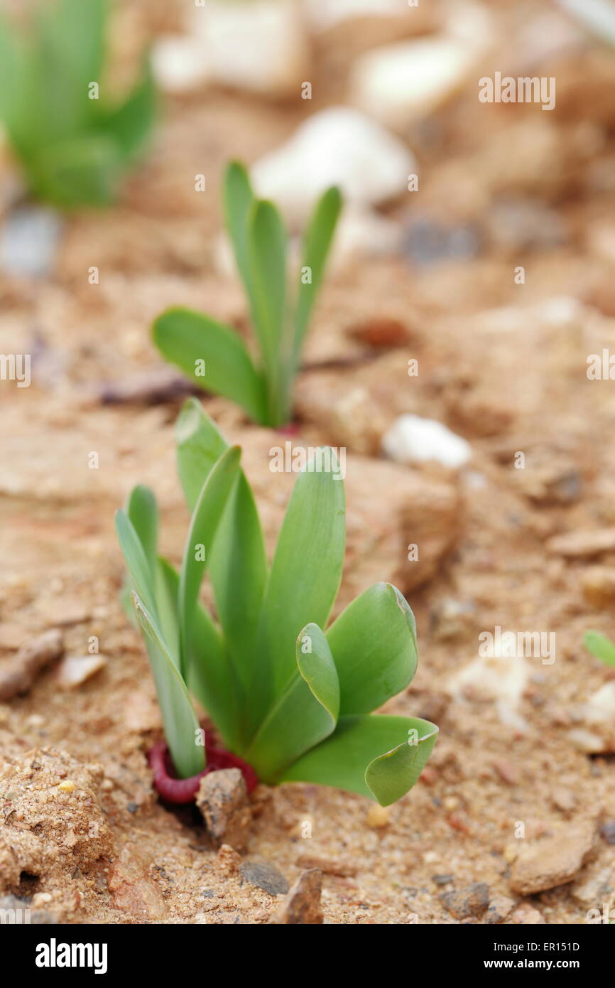 South African winter growing bulbous species Stock Photo