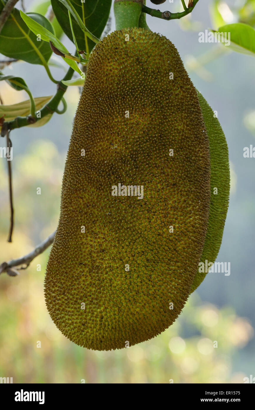 Jackfruit on the Tree, Plantation Stock Photo Alamy