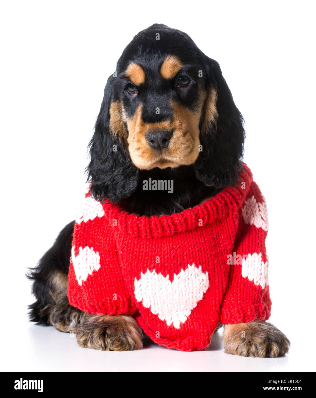 cocker spaniel dog clothes