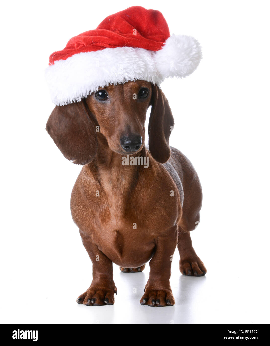 dachshund santa hat