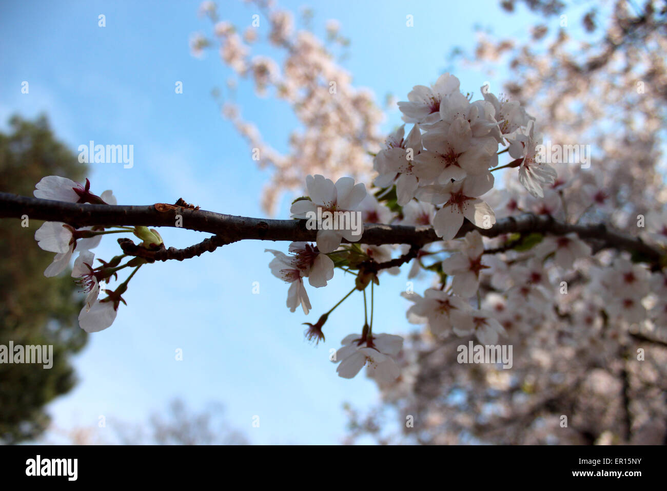 Detail of a branch of a blossoming cherry tree in a spring in Canada Stock Photo