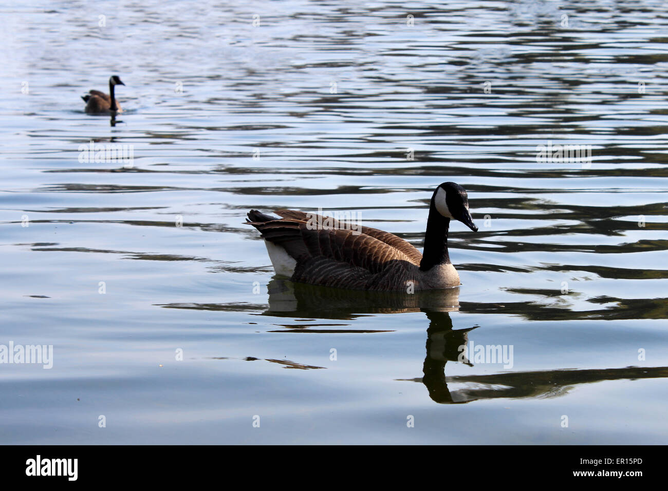 Two ducks in spring swimming in Lake Ontario, Canada Stock Photo