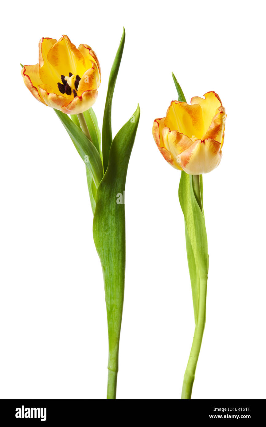 Tulips Yellow Red Orange Tulip Flowers Isolated on White Stock Photo