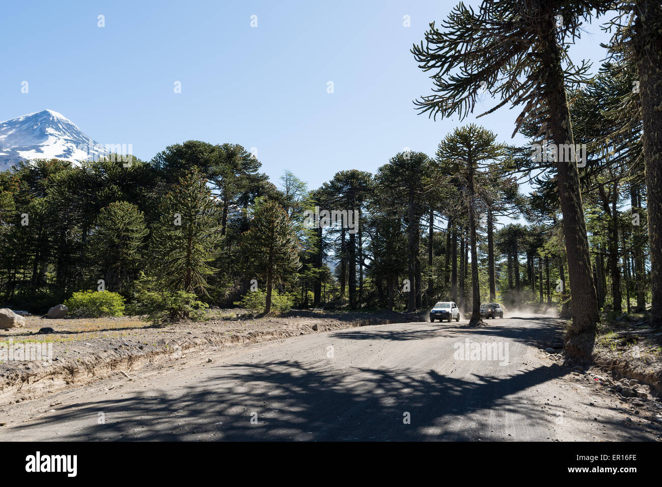 4x4s crossing the Argentine / Chilean border through a forest of Monkey Puzzle trees Stock Photo