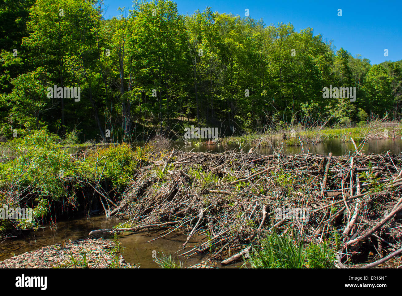 A beaver dam flooding a field. Stock Photo