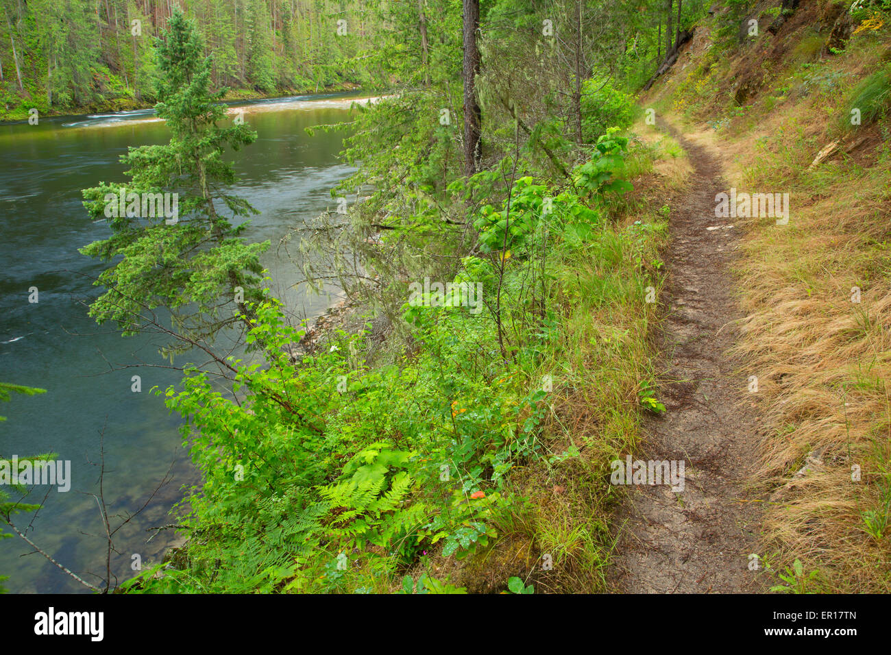 Selway River Trail, Selway Wild and Scenic River, Nez Perce National
