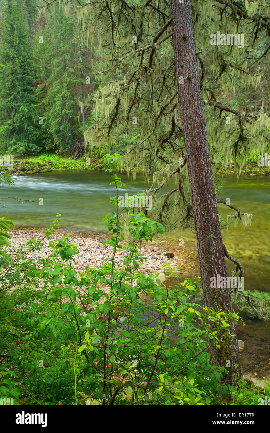 Selway River from Selway River Trail, Selway Wild and Scenic River, Nez