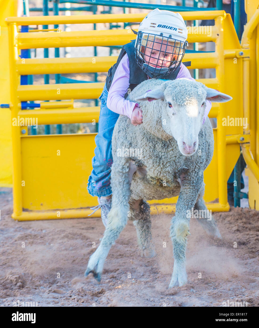 A boy riding on a sheep during a Mutton Busting contest at the Clark