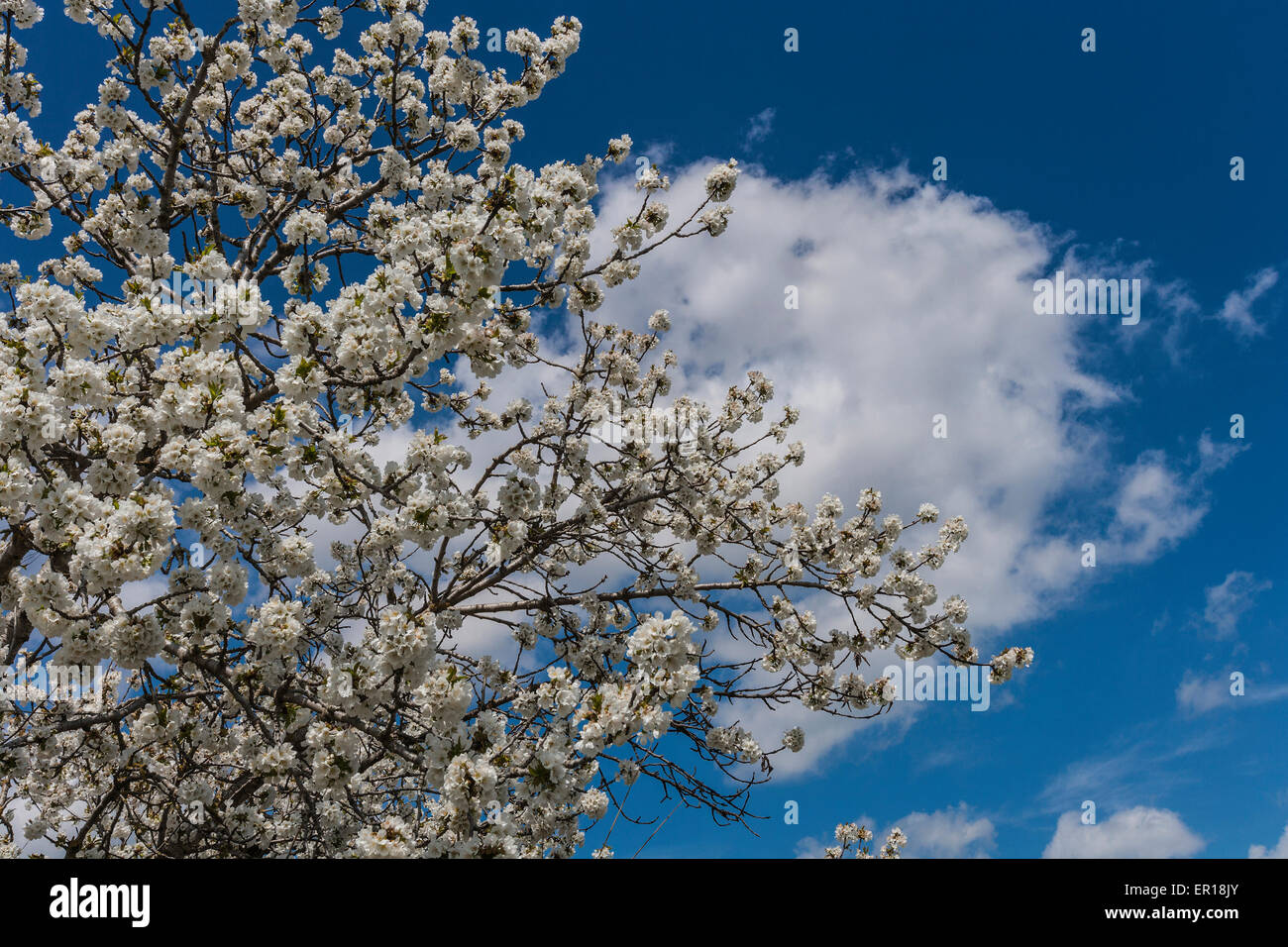 Flowers on a tree in Spring bloom season. Stock Photo