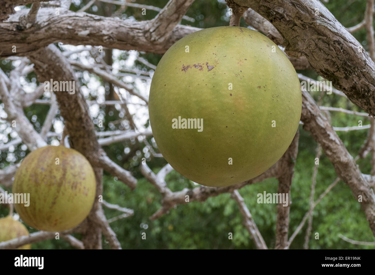 Calabash tree hi-res stock photography and images - Alamy