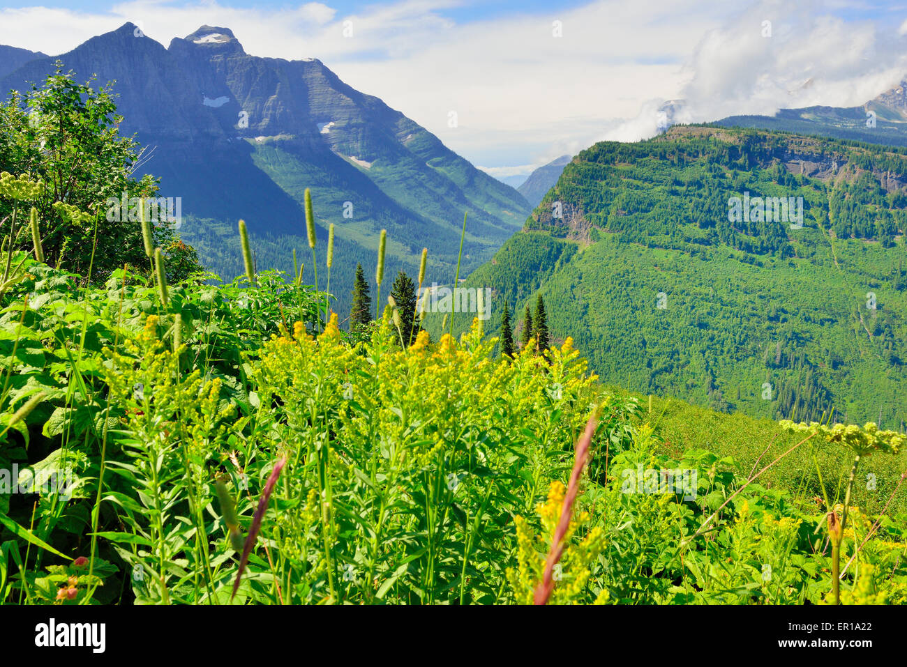 wild flowers in the mountains of the Glacier National Park, Montana in ...