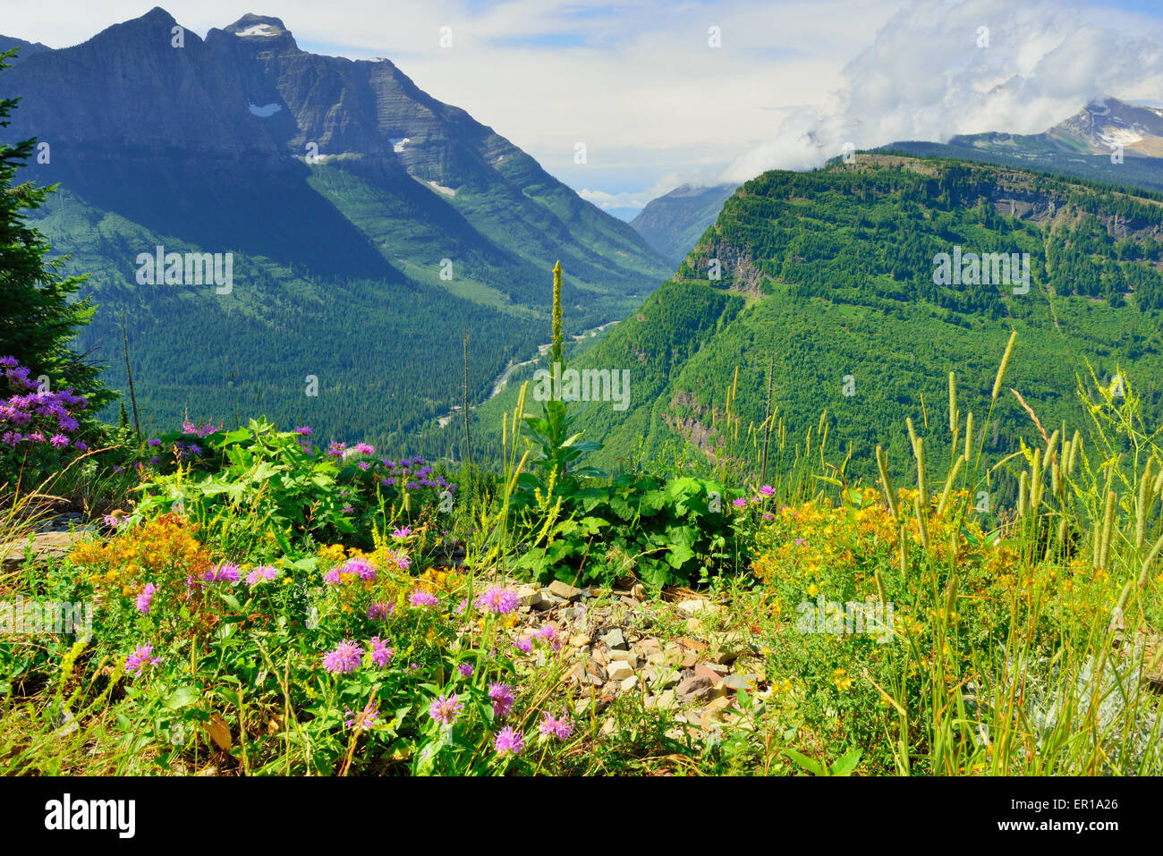 wild flowers in front of the mountains of the Glacier National Park ...