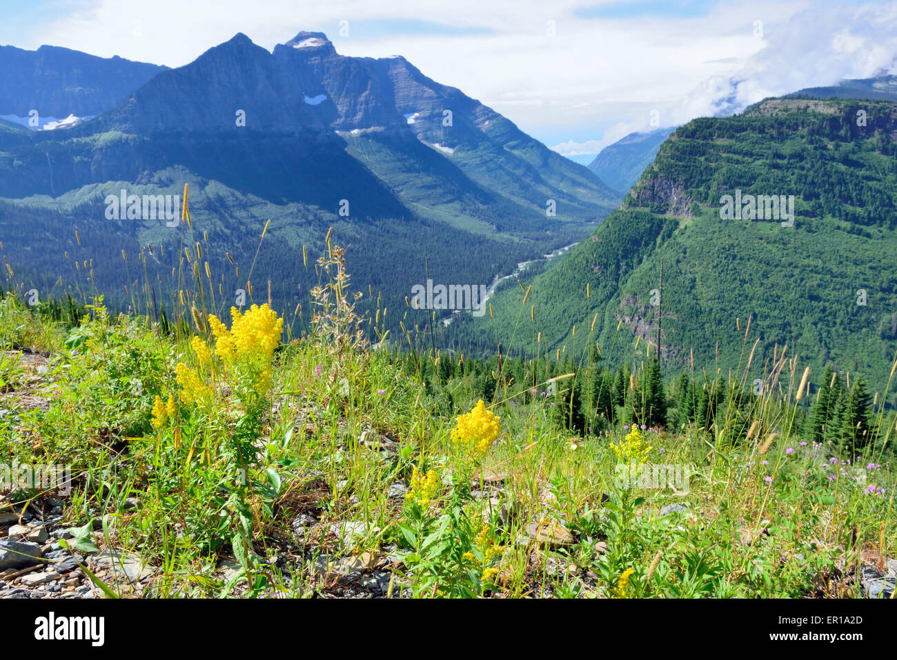 wild flowers in Glacier National Park, Montana Stock Photo - Alamy