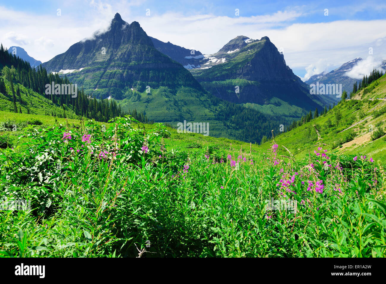 wild flowers in Glacier National Park, Montana Stock Photo - Alamy