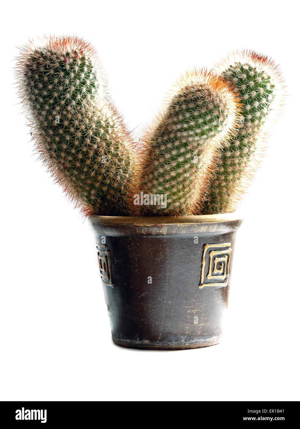 cactus plant in flower pot isolated on white background Stock Photo - Alamy