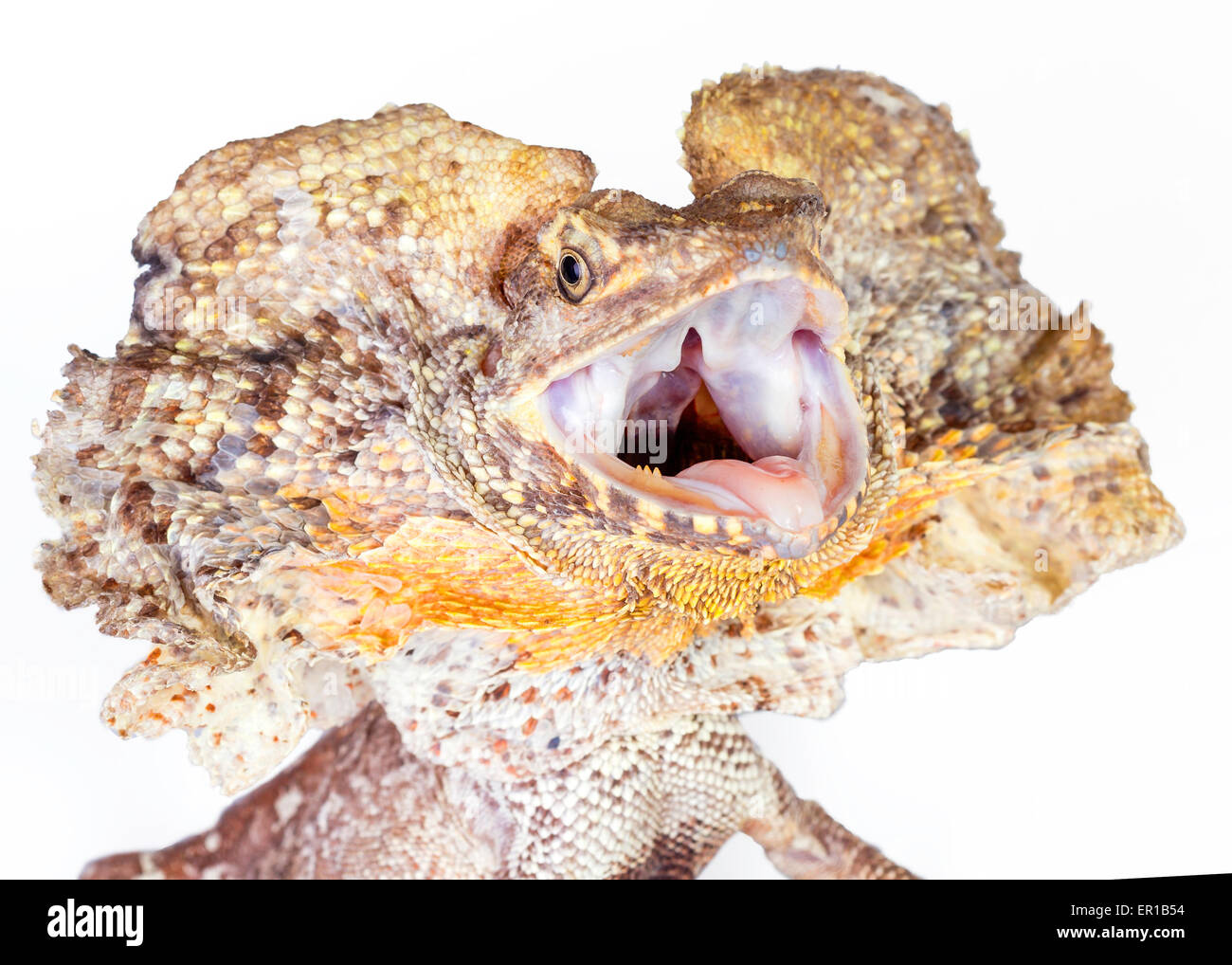 a frilled neck lizard on a white background, in a threatened position Stock Photo