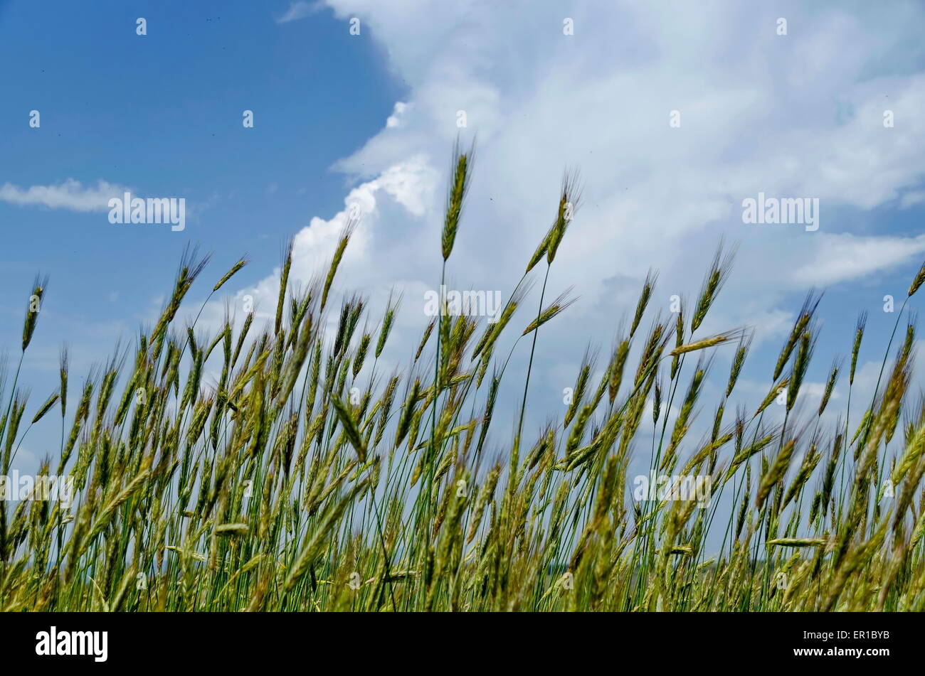 Wheat-ear field in mountain at summer Stock Photo