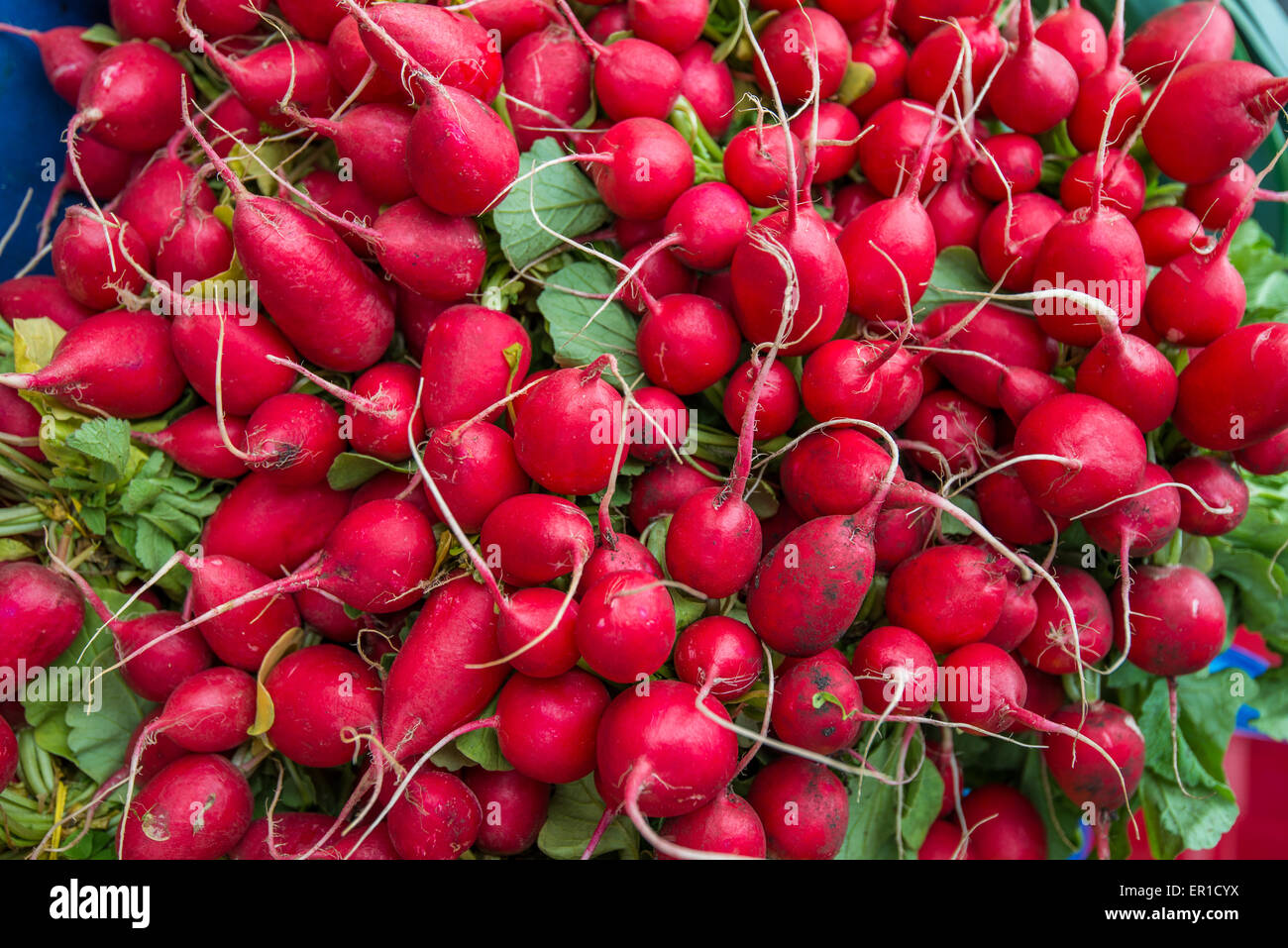 Radishes for sale at a local farmers market Naplavka, Prague, Czech Republic, Europe Stock Photo