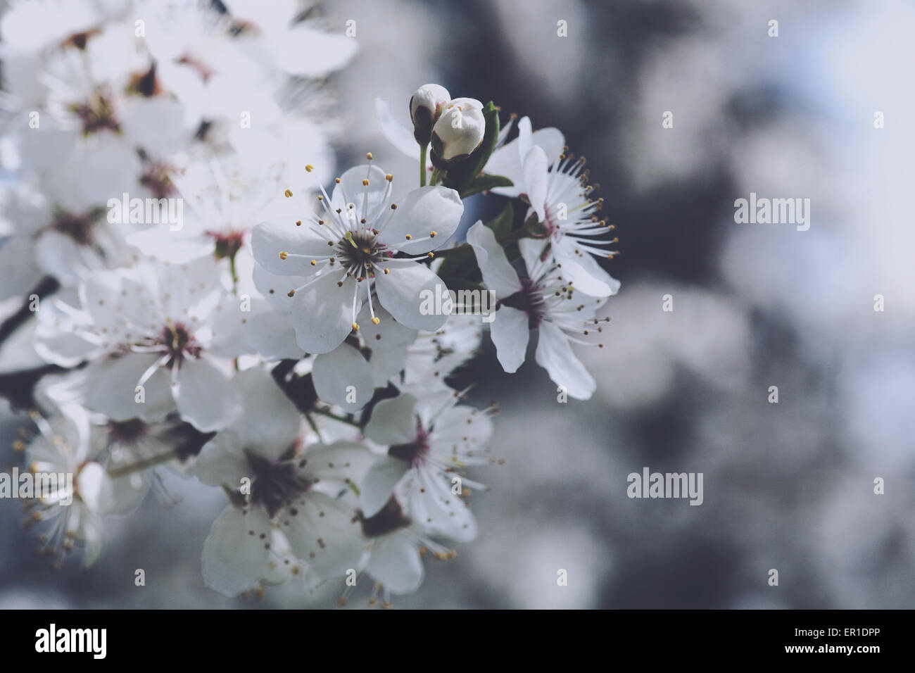 Cherry flowers, abstract spring backgrounds Stock Photo - Alamy