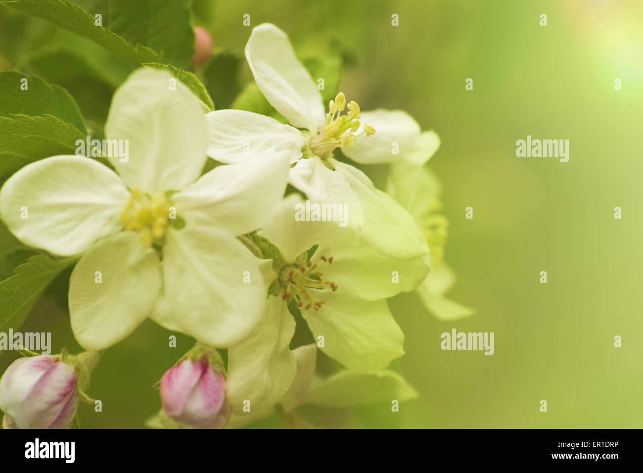 Apple flowers, abstract spring backgrounds Stock Photo
