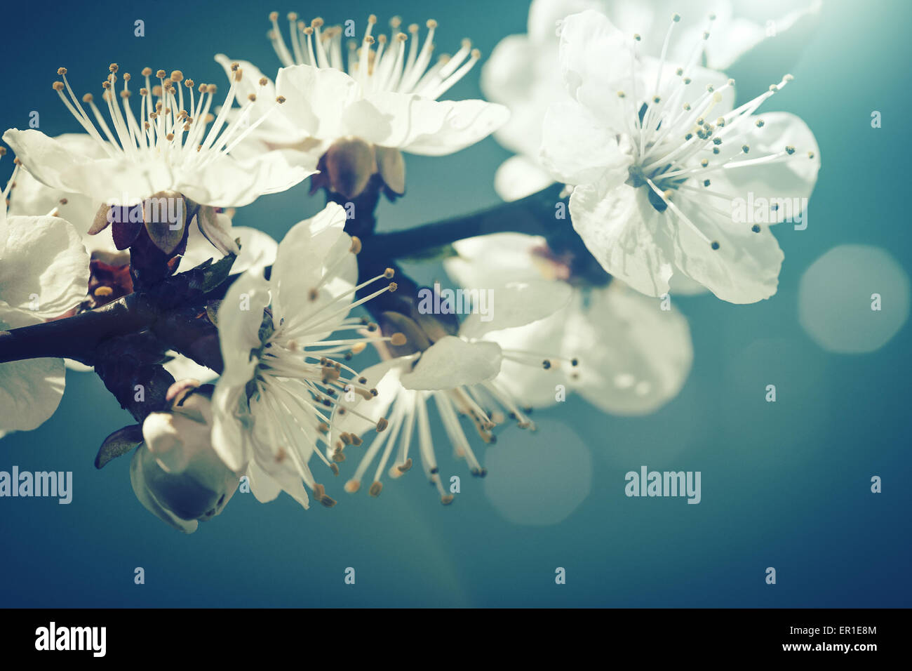 Cherry flowers, abstract spring backgrounds Stock Photo