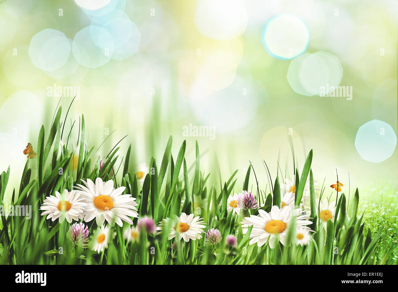 Abstract daisy flowers hi-res stock photography and images - Alamy