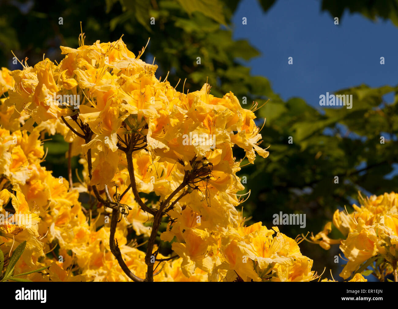 Rhododendron flowers in Norfolk, England, UK Stock Photo