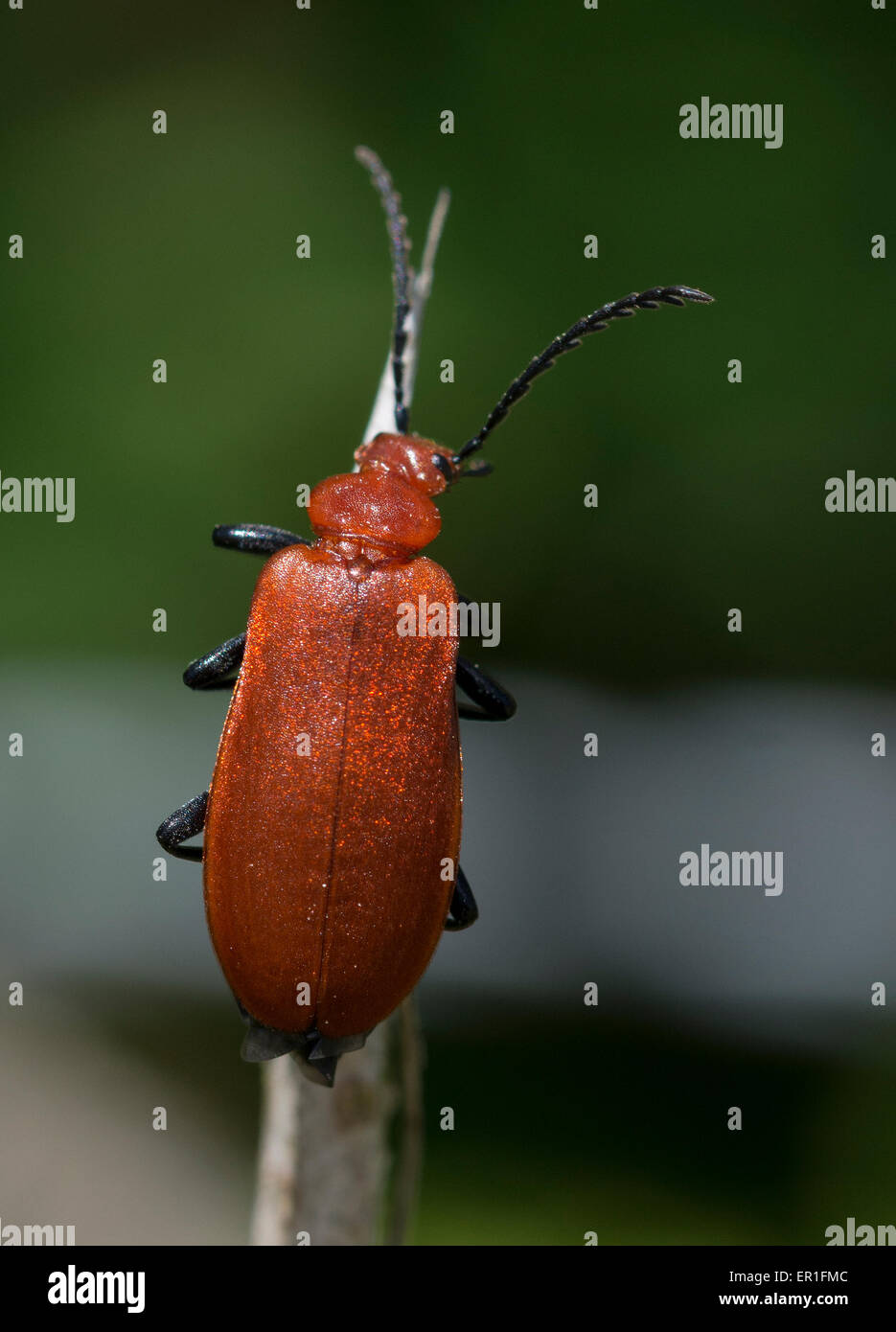 Red-headed Cardinal Beetle Stock Photo - Alamy