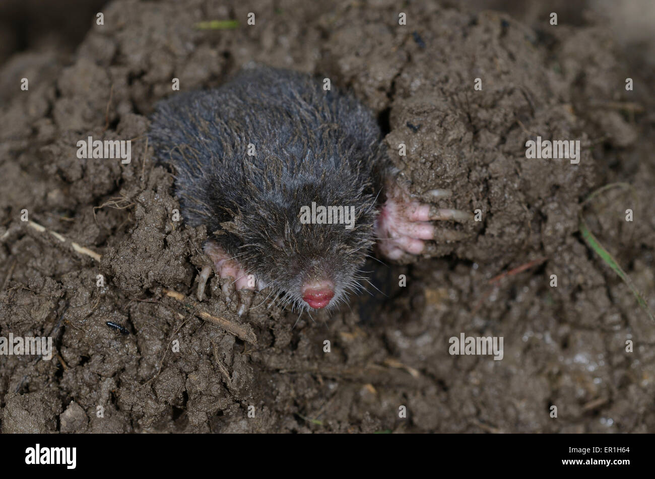 A mole emerging from the earth showing its big feet UK Stock Photo