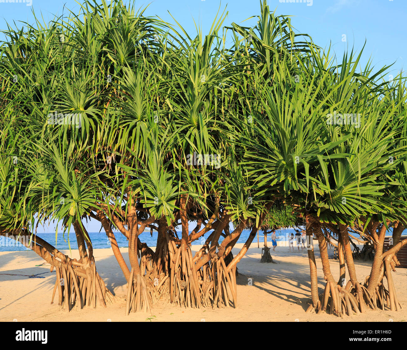 Pandanus palms deals