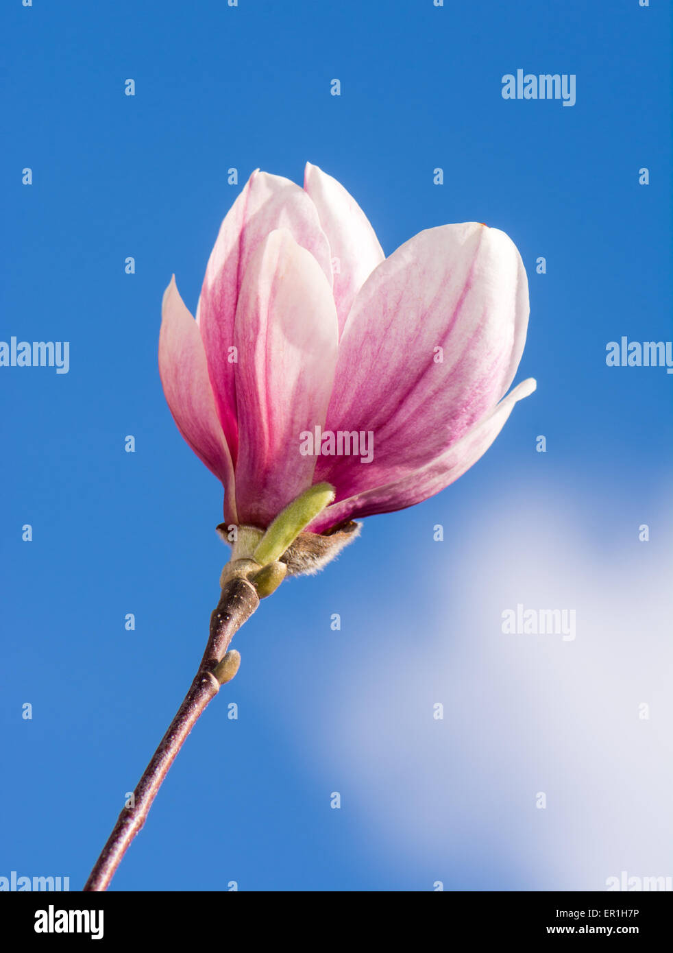 Pink blossom of a magnolia tree Stock Photo - Alamy