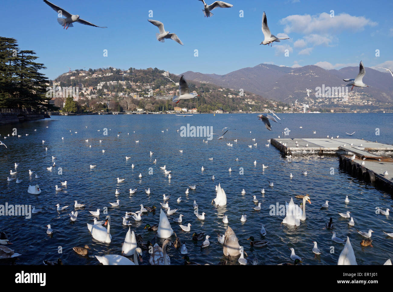 Birds on Lake Como, Italy Stock Photo