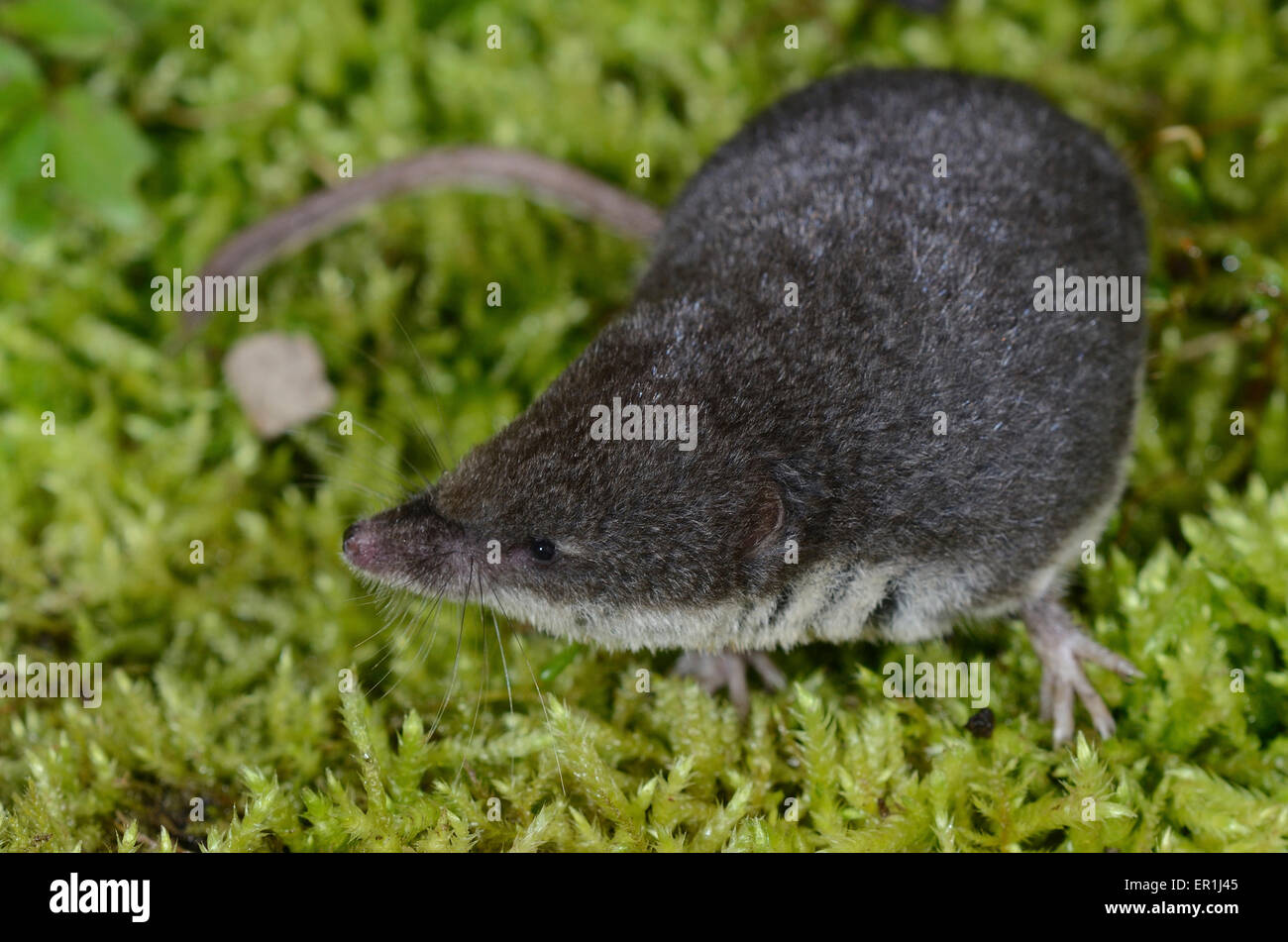A water shrew on moss UK Stock Photo