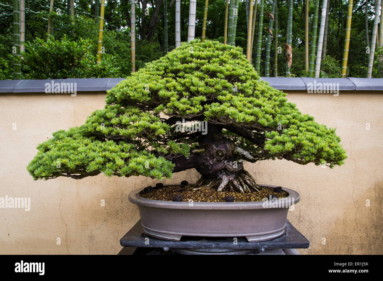 Bonsai is a Japanese art form using miniature trees grown in containers. Stock Photo