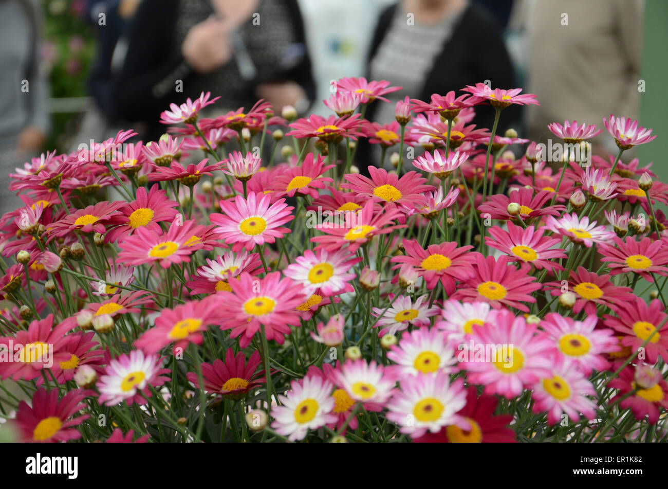 Deep red/pink & white daisies, part of the Gold medal winning Marks & Spencer floral display in the 'Great Pavilion', RHS CFS Stock Photo