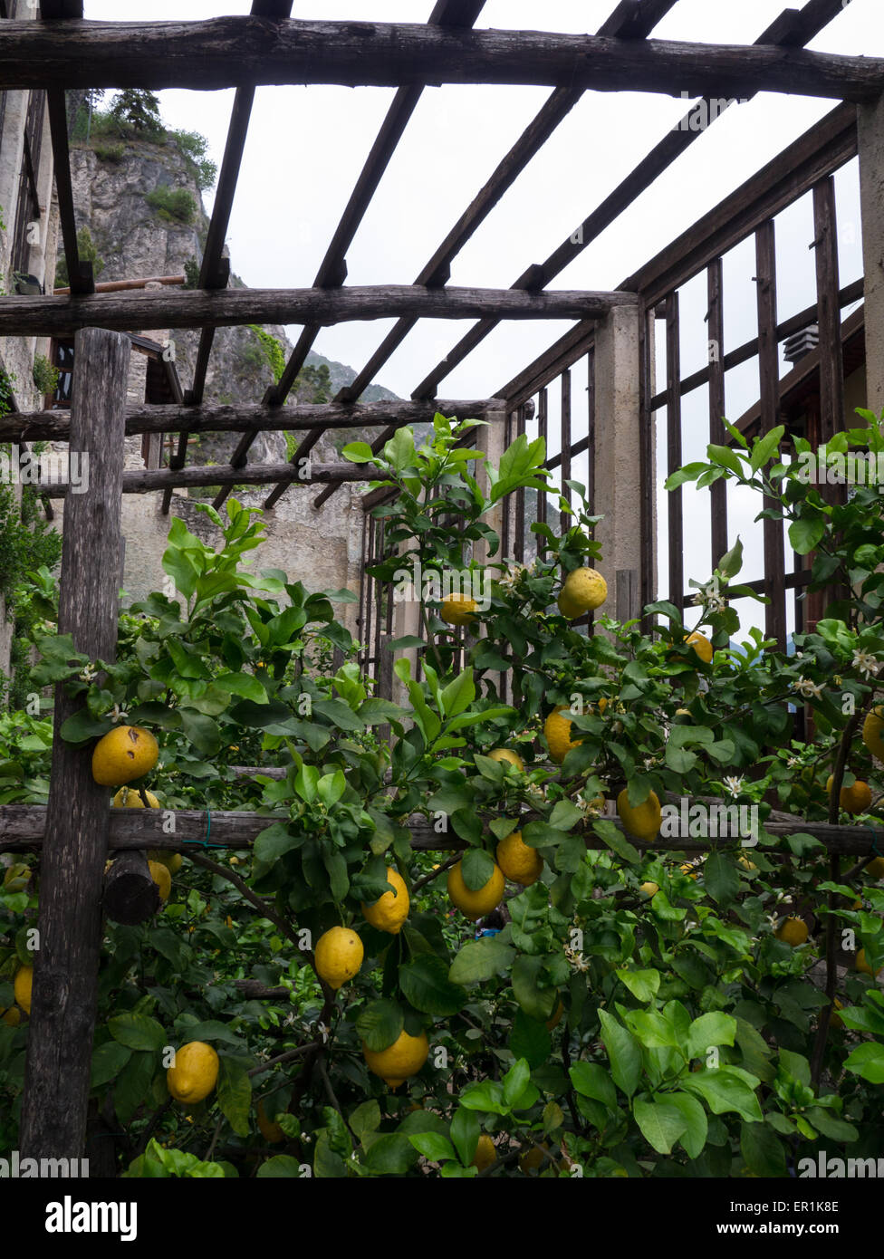 Lemons growing in Limone sul Garda Stock Photo