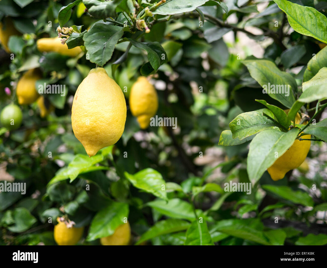 Lemons growing in Limone sul Garda Stock Photo