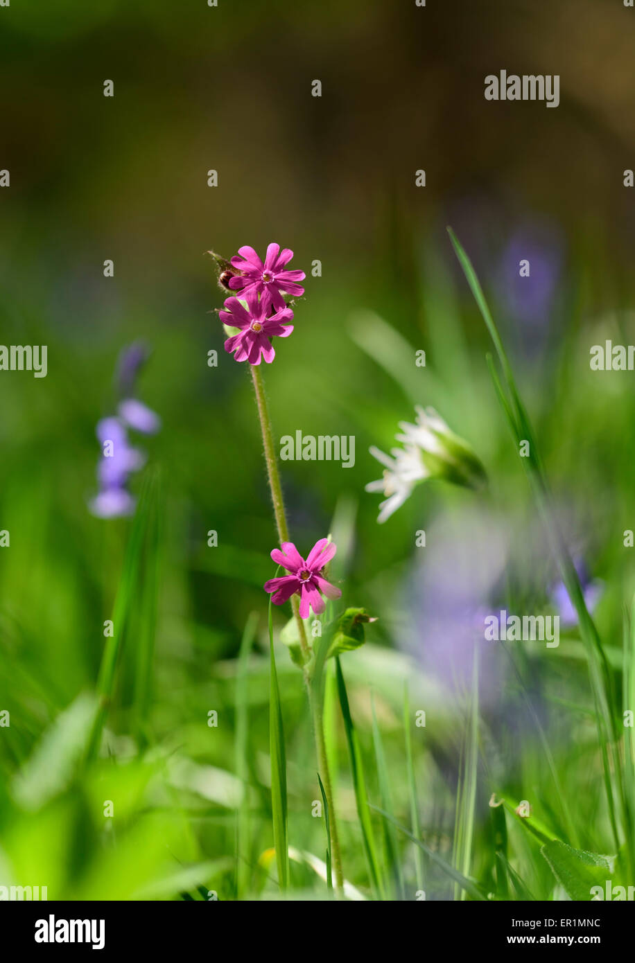 Red Campion Silene dioica Stock Photo