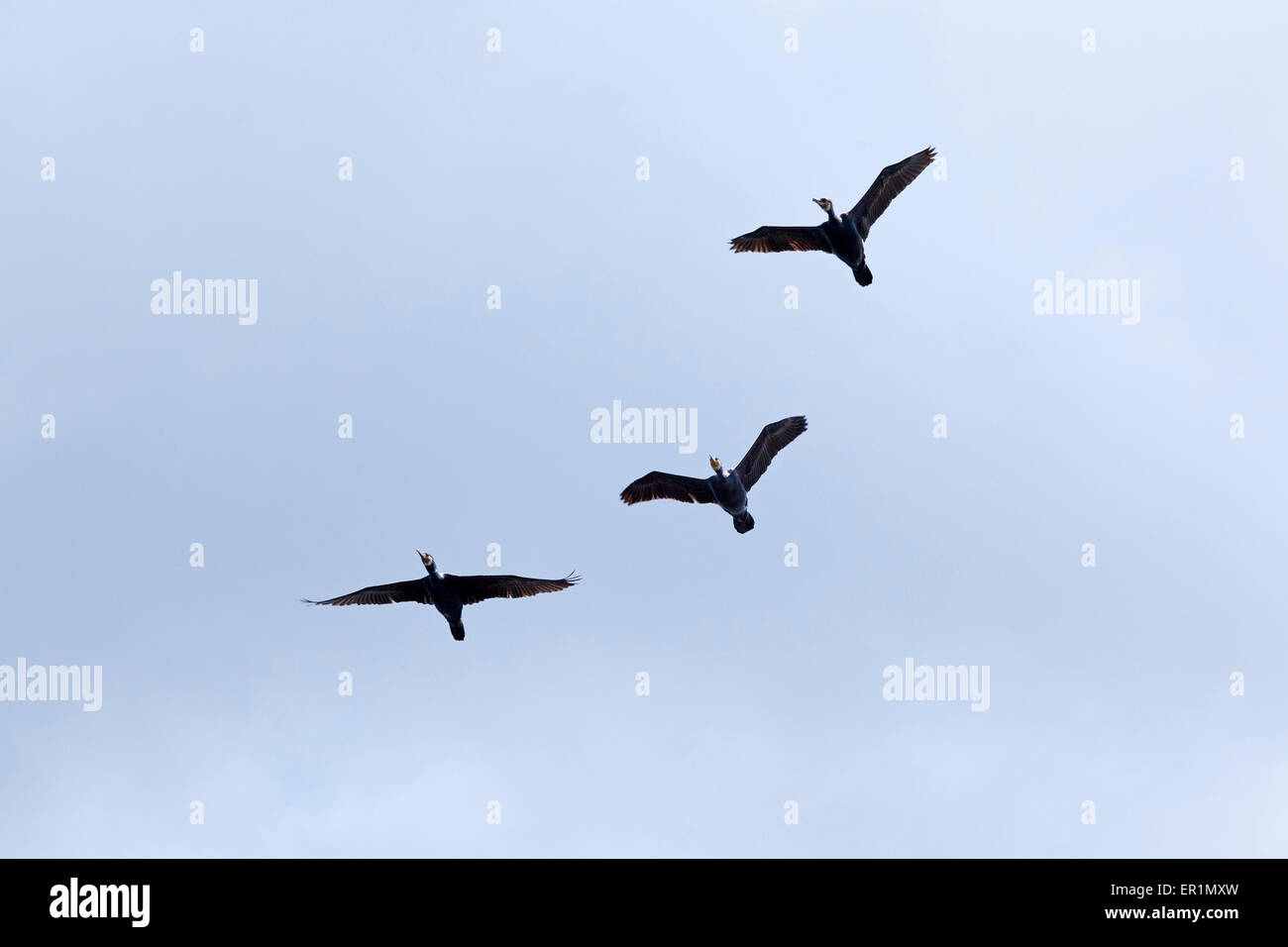 flying cormorants, Ueckermuende, Stettin Bay, Mecklenburg-West Pomerania, Germany Stock Photo