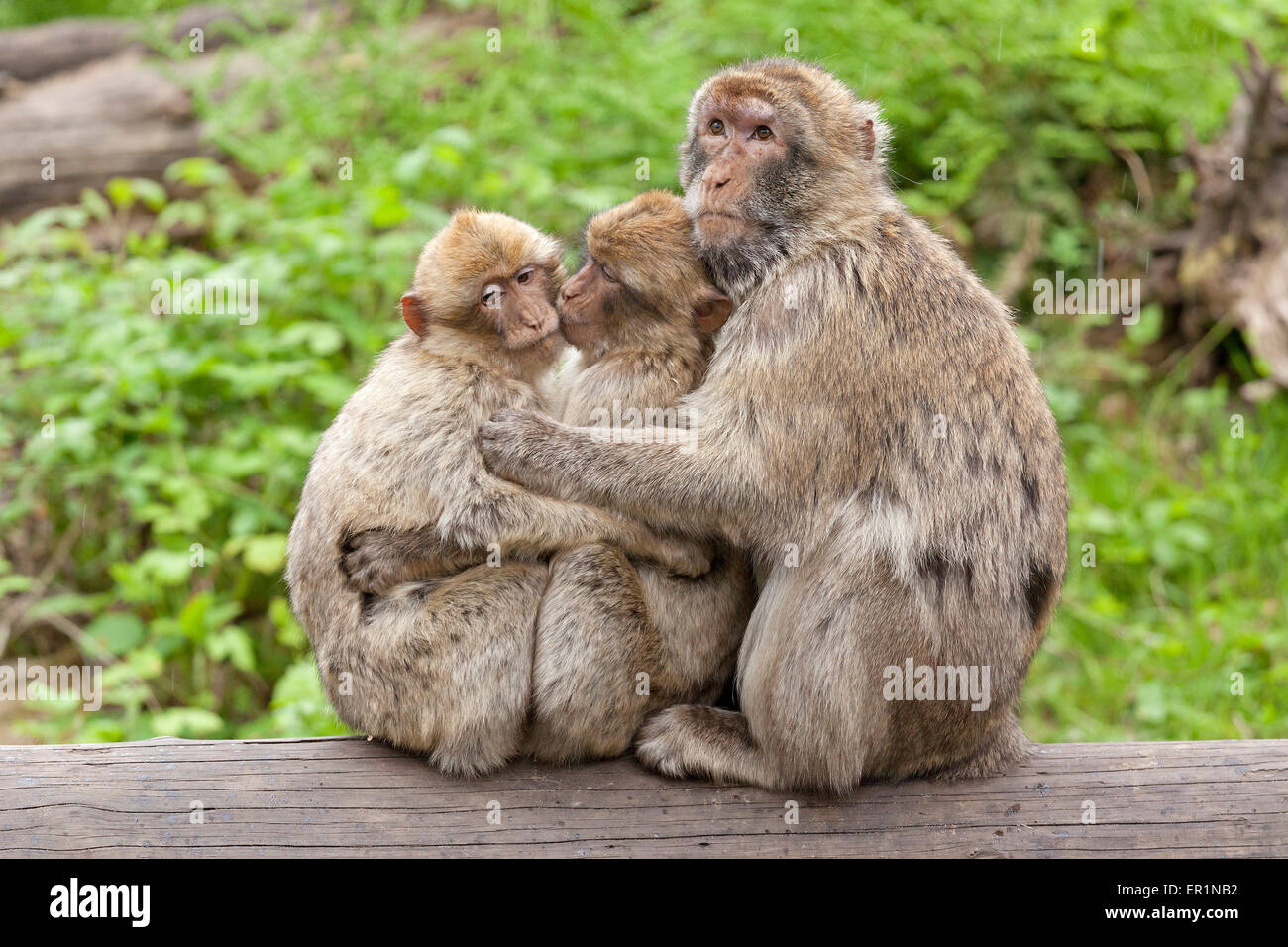 family of Barbary apes (Macaca sylvanus), zoo, Ueckermuende, Stettin Bay, Mecklenburg-West Pomerania, Germany Stock Photo