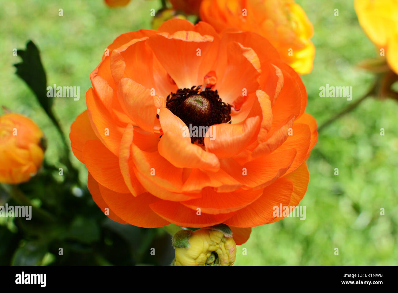 Orange ranunculus bloom against a green background Stock Photo
