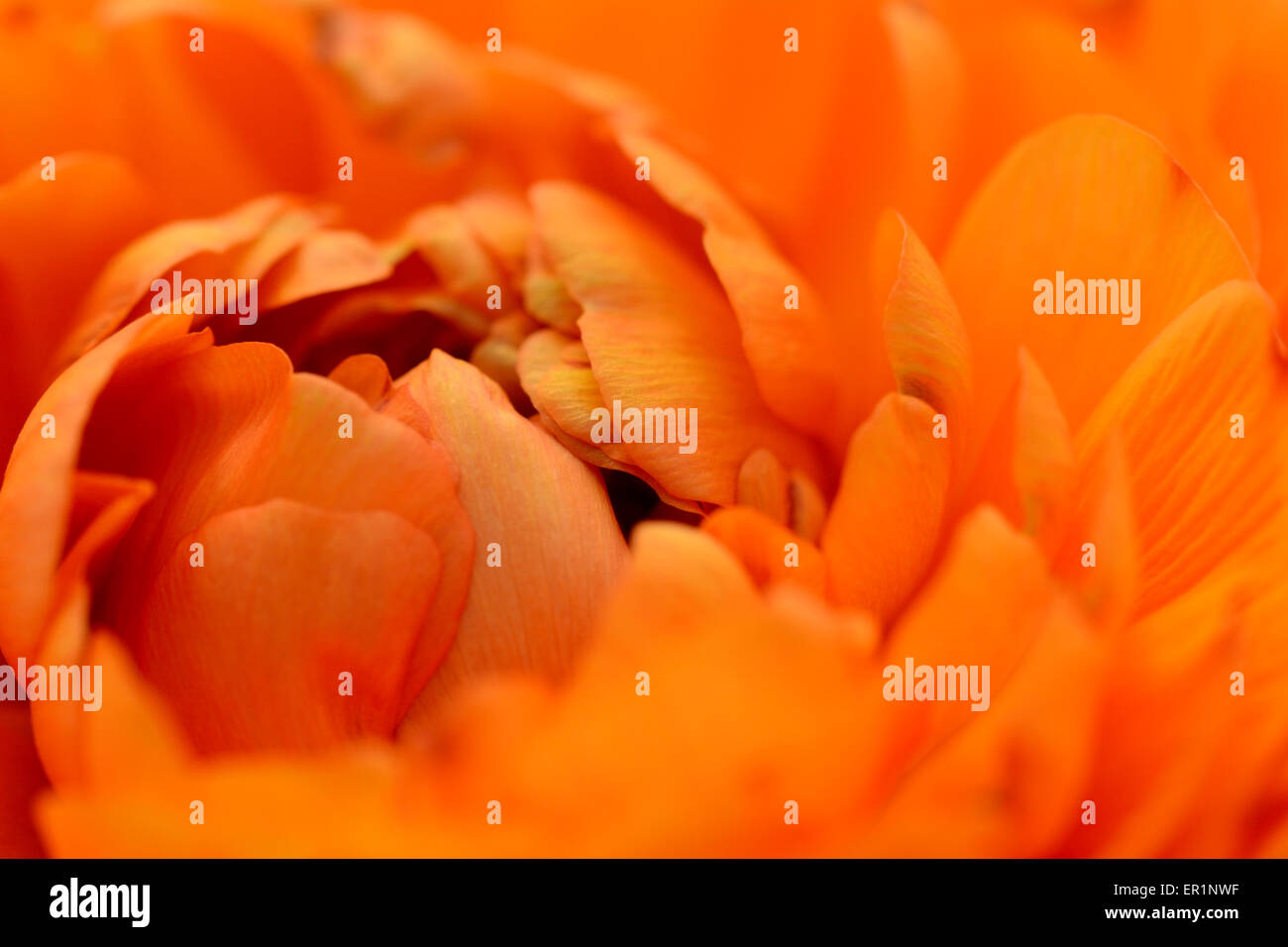 Close-up of orange ranunculus petals opening Stock Photo