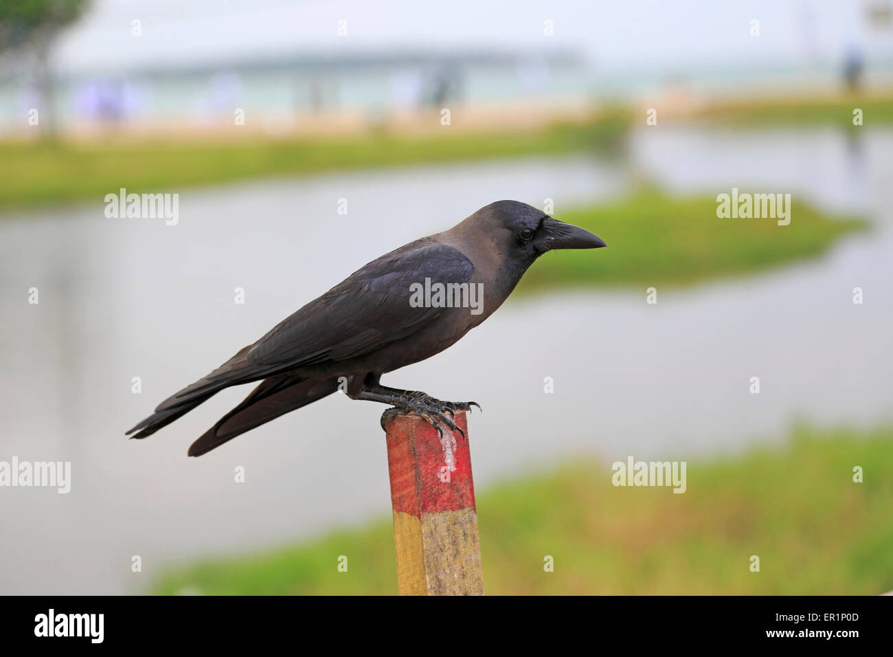 Grey-necked House Crow, Corvus splendens, perched on wooden fence post