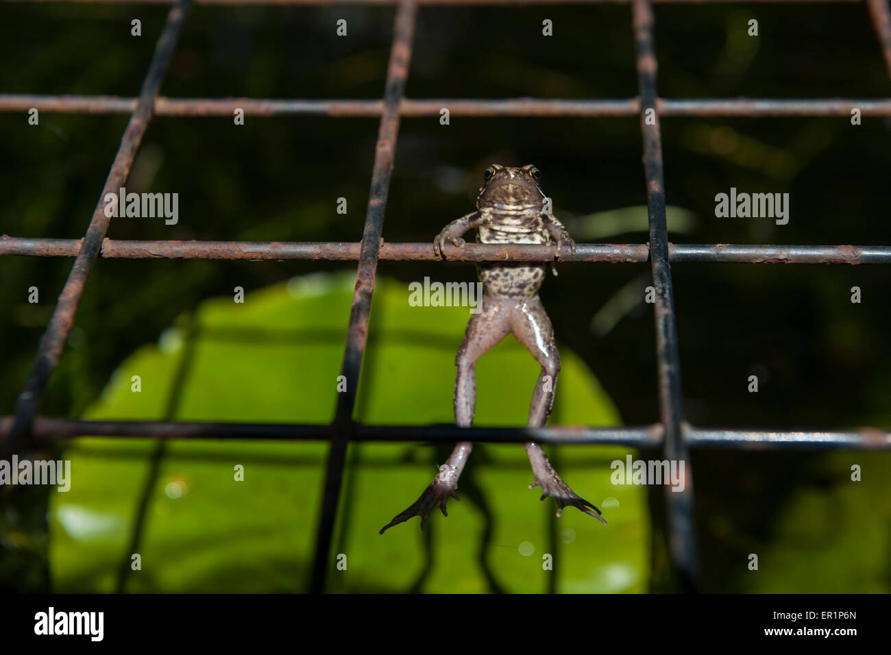 An acrobatic frog hangs on with grim determination Stock Photo - Alamy