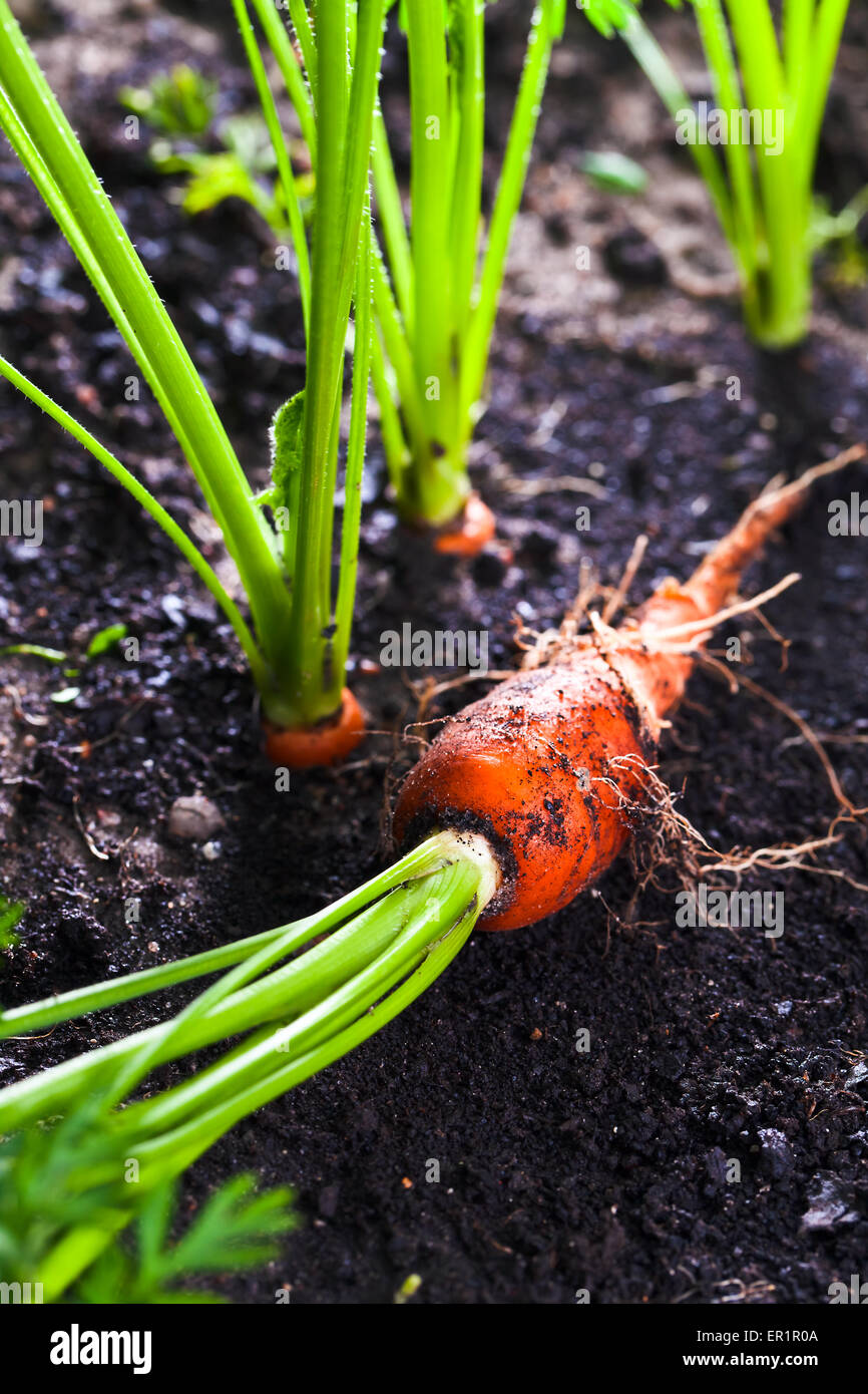 closeup of a ripe carrot on bed Stock Photo Alamy