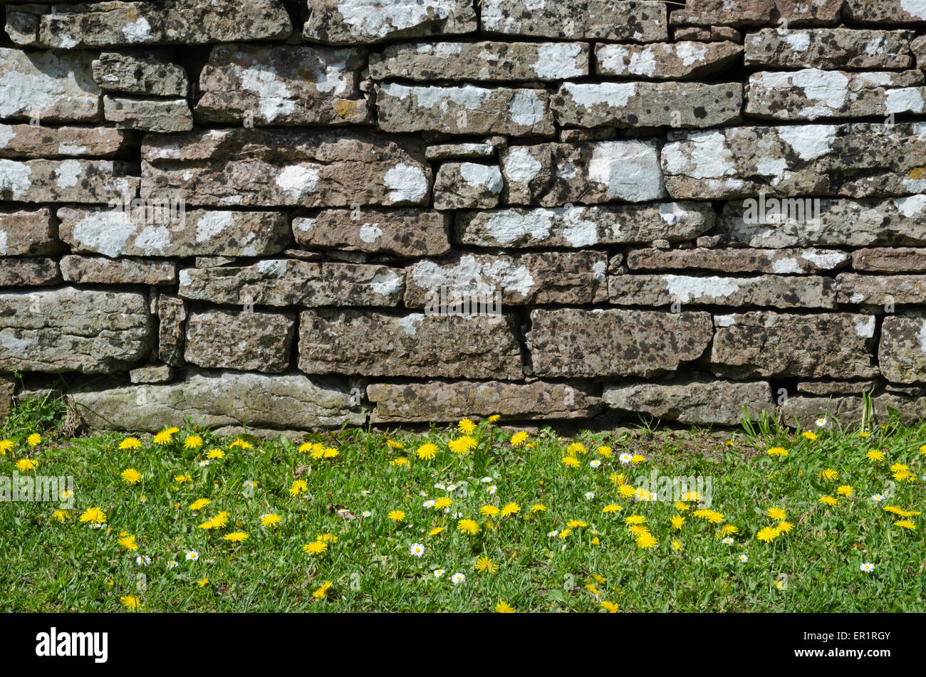 Detail of an old stone wall with yellow blossom flowers in front Stock ...